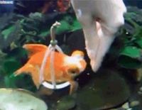 Для парализованной рыбки создали инвалидное кресло