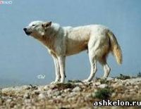 Единственной в мире истинно еврейской собаке угрожает опасность