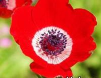 Фестиваль "Даром адом" продолжается!