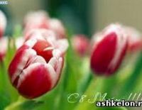 Поздравления с 8 Марта