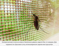 Мэрия Ашдода предупреждает: в городе началась сезонная активность летающих насекомых