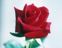 Цветочные магазины подняли цены на 57%