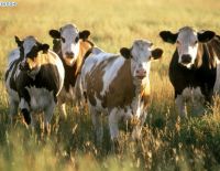 Новый закон поможет снизить цены на молочные продукты