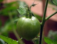 "Томатный кризис" в Израиле закончится нескоро