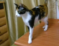 Сколько стоит содержание домашнего животного - детально обо всем