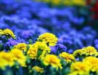 В Москве полиция задержала пятиклассницу из-за аватарки 