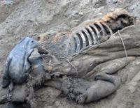 Ископаемый мамонт Женя породил сенсацию