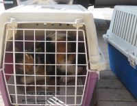 Дело важное и полезное