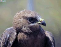 Песня о соколе