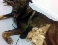 Приёмная "мама"