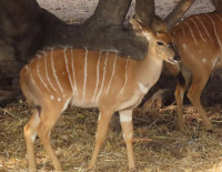 Бейби-бум в парке Сафари: за год у антилоп ньяла родилось 16 малышей