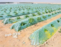 Фермерам Израиля за погодные условия приходится платить все больше компенсаций