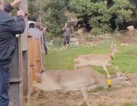 Инспекторы Управления заповедников и парков вернули в дикую природу в Верхней Галилее шесть ланей