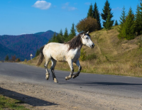 Лошадь без всадника сбила девочку на шоссе 70