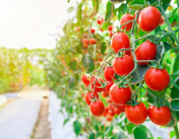 Минфин компенсирует фермерам все убытки в радиусе 7 км от Газы