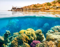 Море возле Эйлата экстремально перегрето: чем это опасно