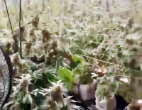 На севере Израиля на вилле нашли более 420 кг каннабиса: обвиняемый арестован
