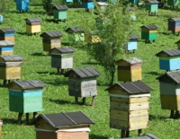 Неизвестные отравили миллионы пчел на пасеке в Верхней Галилее