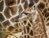 В Библейском зоопарке в Иерусалиме родился жирафенок