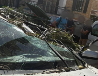 В Иерусалиме упавшее дерево раздавило автомобиль, иностранный турист в больнице