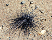 В Хайфе заметили крайне ядовитого морского ежа