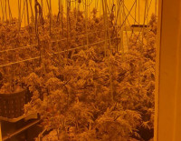 В Нетивоте обнаружена нарколаборатория и плантация с сотнями наркотических растений