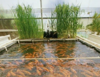 Израильские ученые изобрели уникальную систему выращивания вместе овощей и рыбы