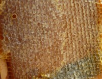 Израильский мед – лучший в мире