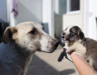 Благотворительная ярмарка бездомных животных в Ашкелоне!