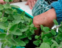 Как Ашкелон отмечает Праздник Деревьев