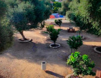 Корни памяти и надежды: Ашкелона приглашает посадить дерево в память о павших