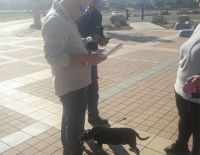 Муниципальная ветеринарная служба проводит операцию по пресечению появления бродячих собак