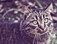 Проводится ежегодная акция по стерилизации и кастрации бродячих кошек