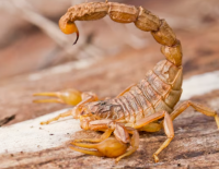 На Юге желтый скорпион ужалил ребенка, пострадавший в тяжелом состоянии