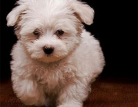 Новое слово в ветеринарном обслуживании