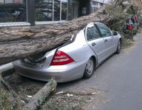 Дерево упало на машину? Вины муниципалитета нет
