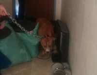 Конфискованы собаки, содержащиеся в неприемлемых условиях