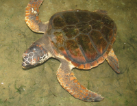 Раненая морская черепаха найдена на побережье Ашкелона 