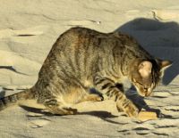 Больше заботы, меньше бродячих бездомных животных