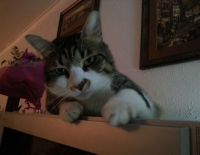 Мэрия Ашкелона просит помощи у Кадырова в создании приюта для кошек