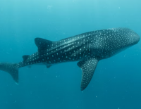 У берегов Эйлата появилась 4-метровая акула