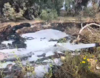 Утренняя прогулка с собакой спасла лес