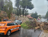 В Ашкелоне дерево упало прямо перед машиной - есть пострадавший