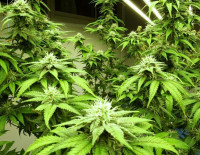 В Ашкелоне раскрыта крупная нарколаборатория