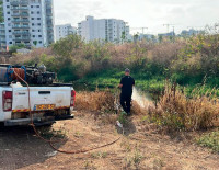 В Ашкелоне усиливаются меры по борьбе с комарами