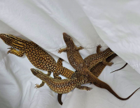 В Ашкелоне в частном доме нашли запрещенных к содержанию рептилий