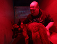 В Ашкелоне заботятся о бездомных животных