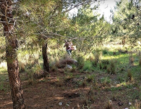 В Израиле начался грибной сезон - пора отправляться в лес