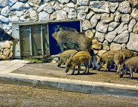В Хайфе застрелено уже больше 100 диких кабанов