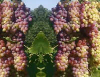 Виноград против Альцгеймера